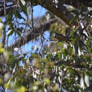 Pachycephala rufiventris at Wamboin, NSW - 4 Sep 2020