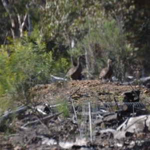 Anas superciliosa at Wamboin, NSW - 4 Sep 2020 12:22 PM