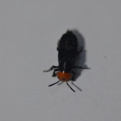 Creophilus erythrocephalus (Devil's coach horse, Rove beetle) at QPRC LGA - 6 Sep 2020 by natureguy