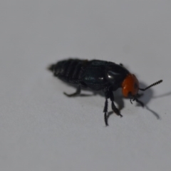 Creophilus erythrocephalus at Wamboin, NSW - 6 Sep 2020 10:23 AM