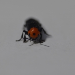 Creophilus erythrocephalus at Wamboin, NSW - 6 Sep 2020 10:23 AM