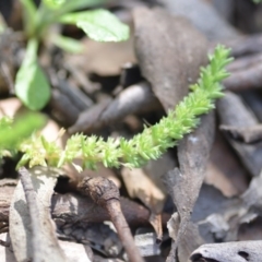 Crassula sieberiana (Austral Stonecrop) at QPRC LGA - 11 Sep 2020 by natureguy