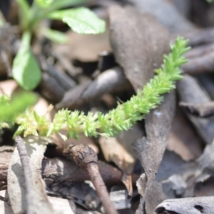 Crassula sieberiana at Wamboin, NSW - 11 Sep 2020