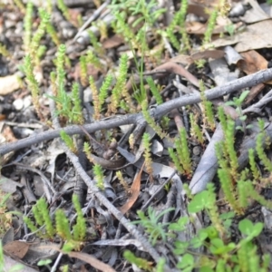 Crassula sieberiana at Wamboin, NSW - 11 Sep 2020