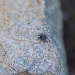 Euophryinae sp. (Rockhopper) undescribed at Wamboin, NSW - 11 Sep 2020 06:22 PM