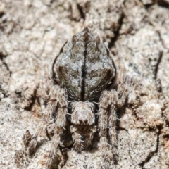 Socca pustulosa (Knobbled Orbweaver) at Acton, ACT - 8 Oct 2020 by Roger