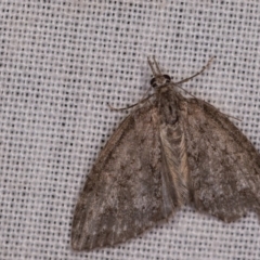 Microdes squamulata (Dark-grey Carpet) at Tidbinbilla Nature Reserve - 18 May 2018 by kasiaaus