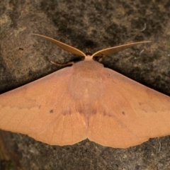 Monoctenia falernaria (Patched Leaf Moth) at Cotter River, ACT - 7 Feb 2019 by kasiaaus