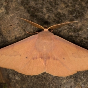 Monoctenia falernaria at Cotter River, ACT - 7 Feb 2019 11:44 PM