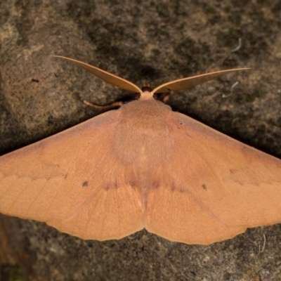 Monoctenia falernaria (Patched Leaf Moth) at Bimberi Nature Reserve - 7 Feb 2019 by kasiaaus