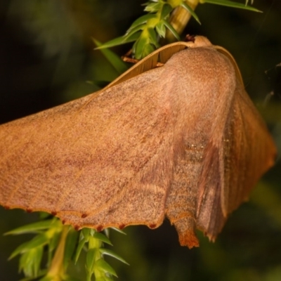 Monoctenia smerintharia (Dark Leaf Moth) at Melba, ACT - 6 Apr 2014 by kasiaaus