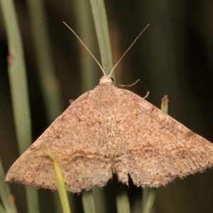 Nearcha (genus) at Paddys River, ACT - 14 Mar 2018