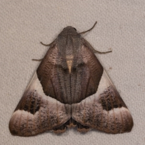 Niceteria macrocosma at Cotter River, ACT - 7 Feb 2019 11:51 PM