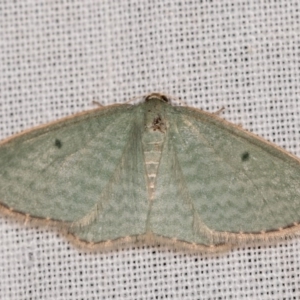 Poecilasthena balioloma at Paddys River, ACT - 11 Nov 2018 09:32 PM