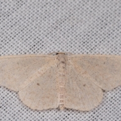 Scopula (genus) (A wave moth) at Tidbinbilla Nature Reserve - 9 May 2018 by kasiaaus