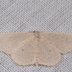 Scopula (genus) at Paddys River, ACT - 9 May 2018