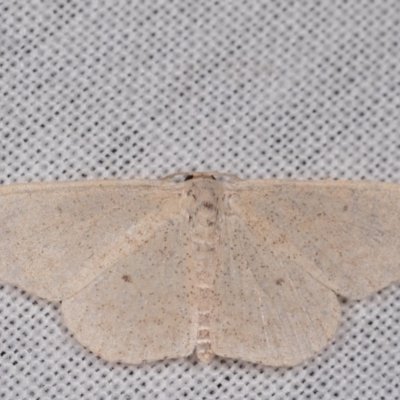Scopula (genus) (A wave moth) at Tidbinbilla Nature Reserve - 9 May 2018 by kasiaaus