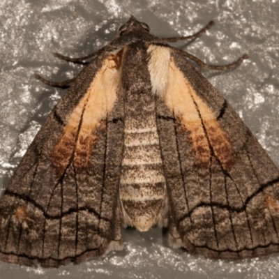 Stibaroma melanotoxa (Grey-caped Line-moth) at Melba, ACT - 14 Mar 2012 by kasiaaus