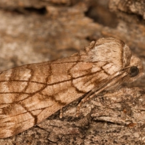 Stibaroma undescribed species at Melba, ACT - 15 Apr 2012 01:40 AM