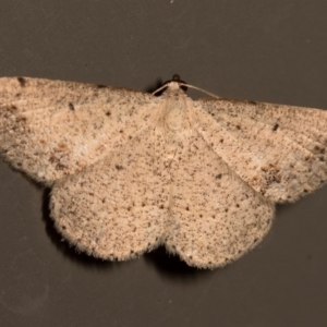 Taxeotis (genus) at Melba, ACT - 19 Nov 2015