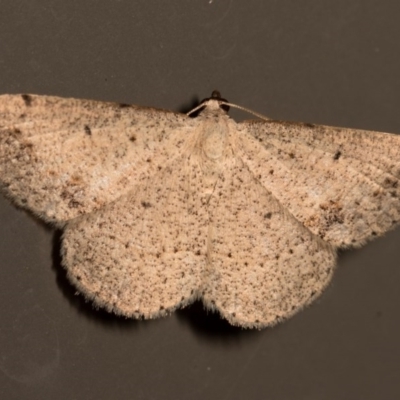 Taxeotis (genus) (Unidentified Taxeotis geometer moths) at Melba, ACT - 19 Nov 2015 by kasiaaus