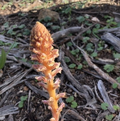 Orobanche minor (Broomrape) at Mount Majura - 9 Oct 2020 by cmobbs