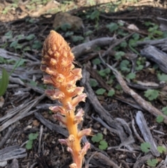Orobanche minor (Broomrape) at Hackett, ACT - 9 Oct 2020 by cmobbs