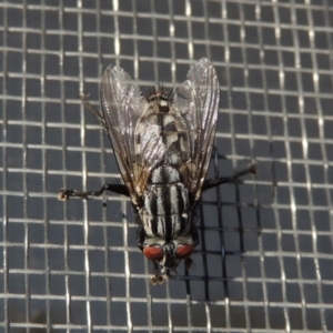 Sarcophagidae (family) at Conder, ACT - 5 Jun 2020 10:54 AM