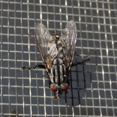 Sarcophagidae (family) (Unidentified flesh fly) at Conder, ACT - 5 Jun 2020 by MichaelBedingfield