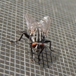 Sarcophagidae sp. (family) at Conder, ACT - 5 Jun 2020