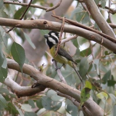 Falcunculus frontatus (Eastern Shrike-tit) at WREN Reserves - 9 Oct 2020 by Kyliegw