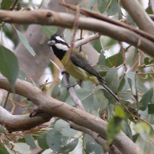 Falcunculus frontatus at WREN Reserves - 10 Oct 2020