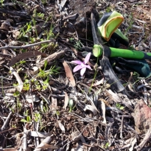 Glossodia major at Majura, ACT - 10 Oct 2020