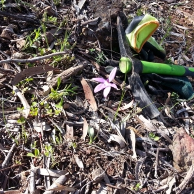 Glossodia major (Wax Lip Orchid) at Majura, ACT - 10 Oct 2020 by SilkeSma