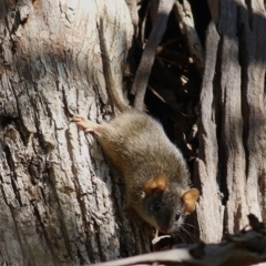 Antechinus flavipes (Yellow-footed Antechinus) at Wodonga, VIC - 10 Oct 2020 by Kyliegw