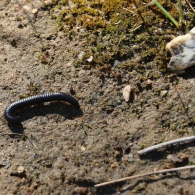 Ommatoiulus moreleti (Portuguese Millipede) at Wodonga, VIC - 10 Oct 2020 by Kyliegw