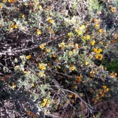 Pultenaea microphylla (Egg and Bacon Pea) at Mount Ainslie - 9 Oct 2020 by SilkeSma