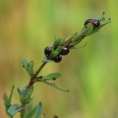 Chrysolina quadrigemina (Greater St Johns Wort beetle) at Wodonga, VIC - 9 Oct 2020 by Kyliegw