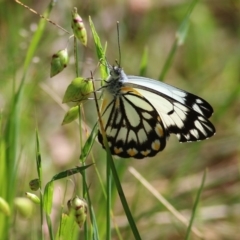 Belenois java (Caper White) at Wodonga - 10 Oct 2020 by KylieWaldon