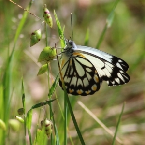 Belenois java at Wodonga, VIC - 10 Oct 2020