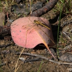 Diplacodes melanopsis (Black-faced Percher) at Wodonga, VIC - 10 Oct 2020 by KylieWaldon