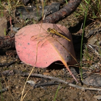 Diplacodes melanopsis (Black-faced Percher) at Wodonga - 9 Oct 2020 by Kyliegw