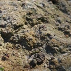 Iridomyrmex purpureus (Meat Ant) at WREN Reserves - 10 Oct 2020 by KylieWaldon