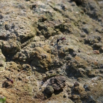 Iridomyrmex purpureus (Meat Ant) at WREN Reserves - 10 Oct 2020 by KylieWaldon