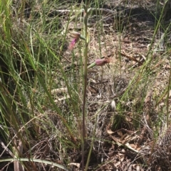 Calochilus platychilus (Purple Beard Orchid) at Black Mountain - 10 Oct 2020 by Wen