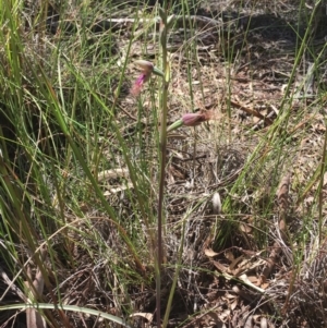 Calochilus platychilus at Downer, ACT - 10 Oct 2020