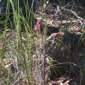 Calochilus platychilus at Downer, ACT - 10 Oct 2020