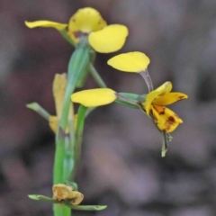 Diuris nigromontana (Black Mountain Leopard Orchid) at Caladenia Forest, O'Connor - 9 Oct 2020 by ConBoekel