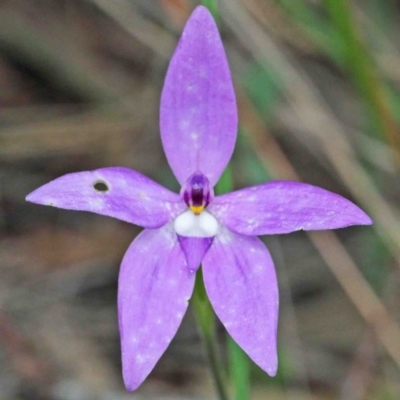 Glossodia major (Wax Lip Orchid) at Acton, ACT - 9 Oct 2020 by ConBoekel