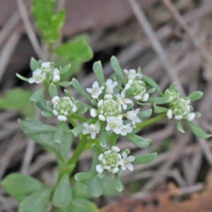 Poranthera microphylla at Acton, ACT - 9 Oct 2020 11:44 AM